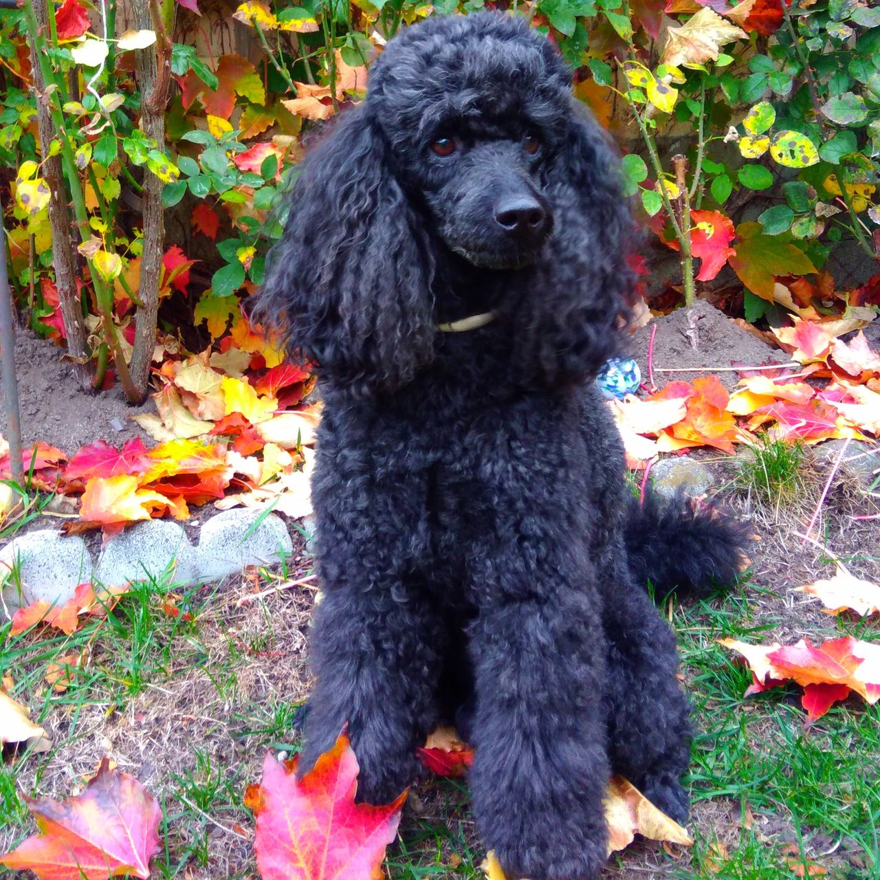 Soutěžní fotografie - Alánek,  Pudl