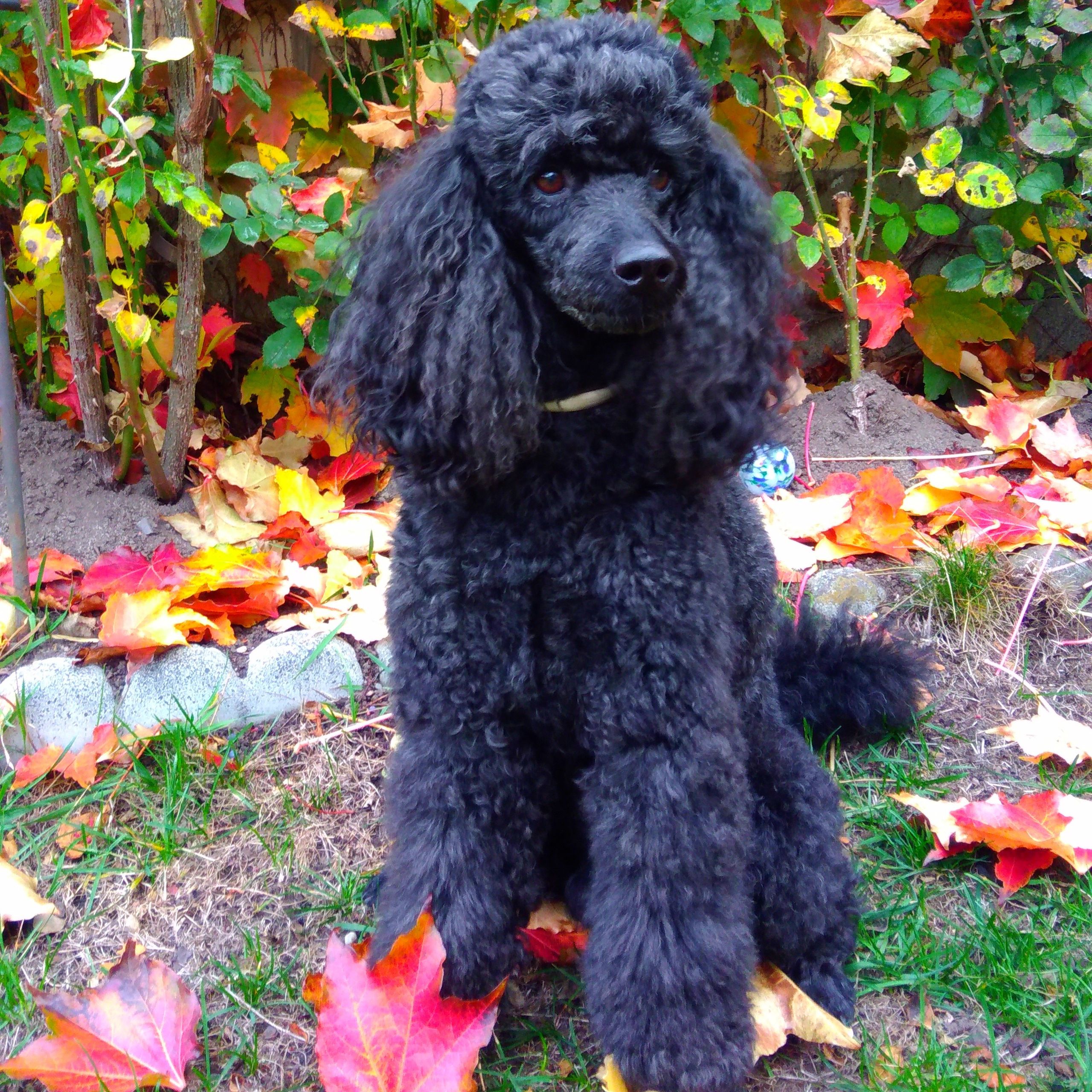 Soutěžní fotografie - Alánek,  Pudl