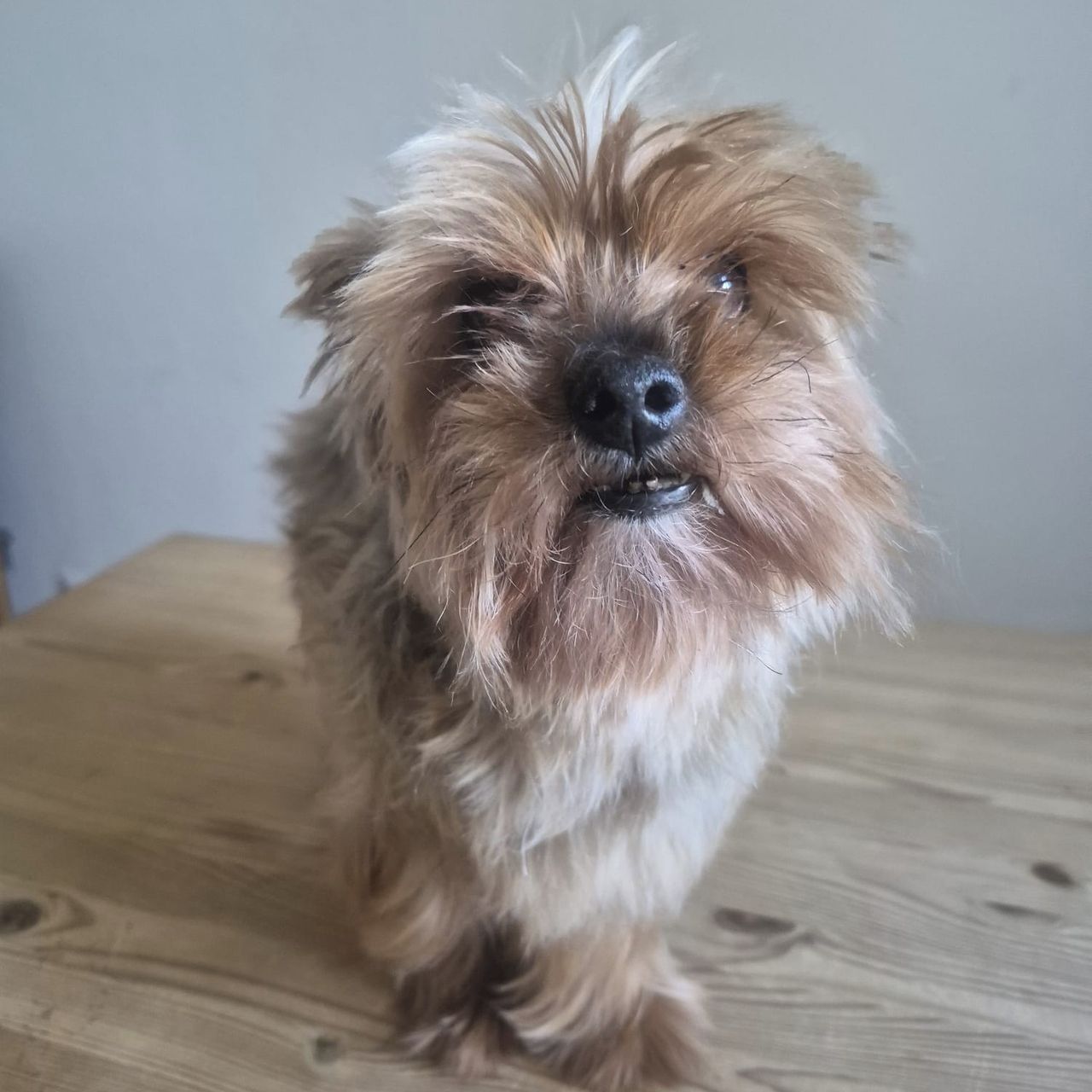 Soutěžní fotografie - Gino,  Yorkšírský terier