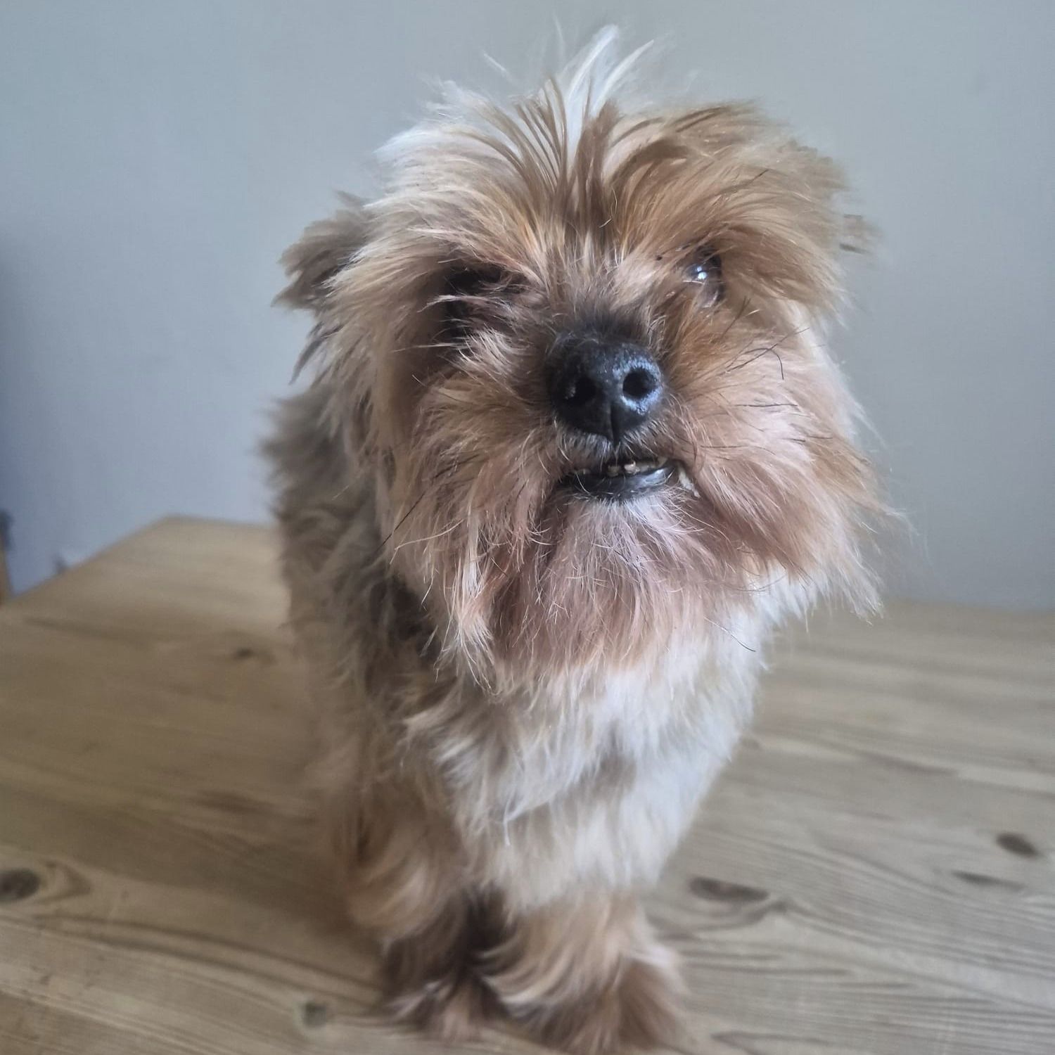 Soutěžní fotografie - Gino,  Yorkšírský terier