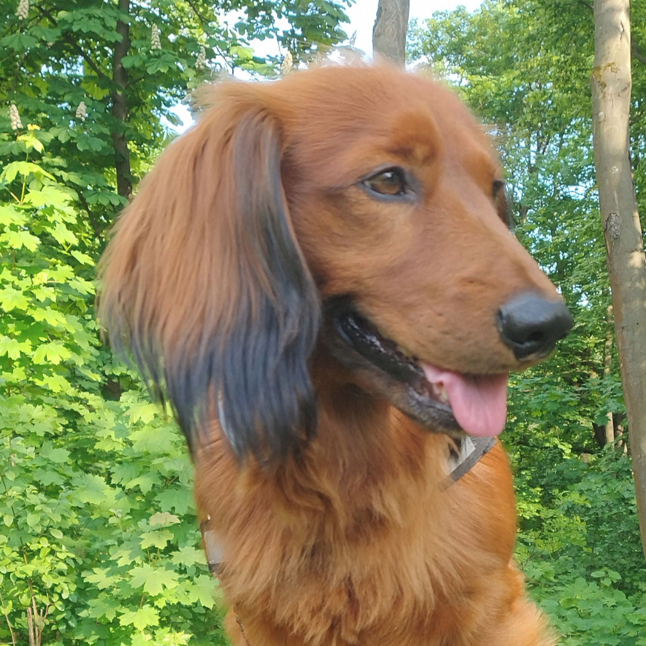 Soutěžní fotografie - Max,  Jezevčík