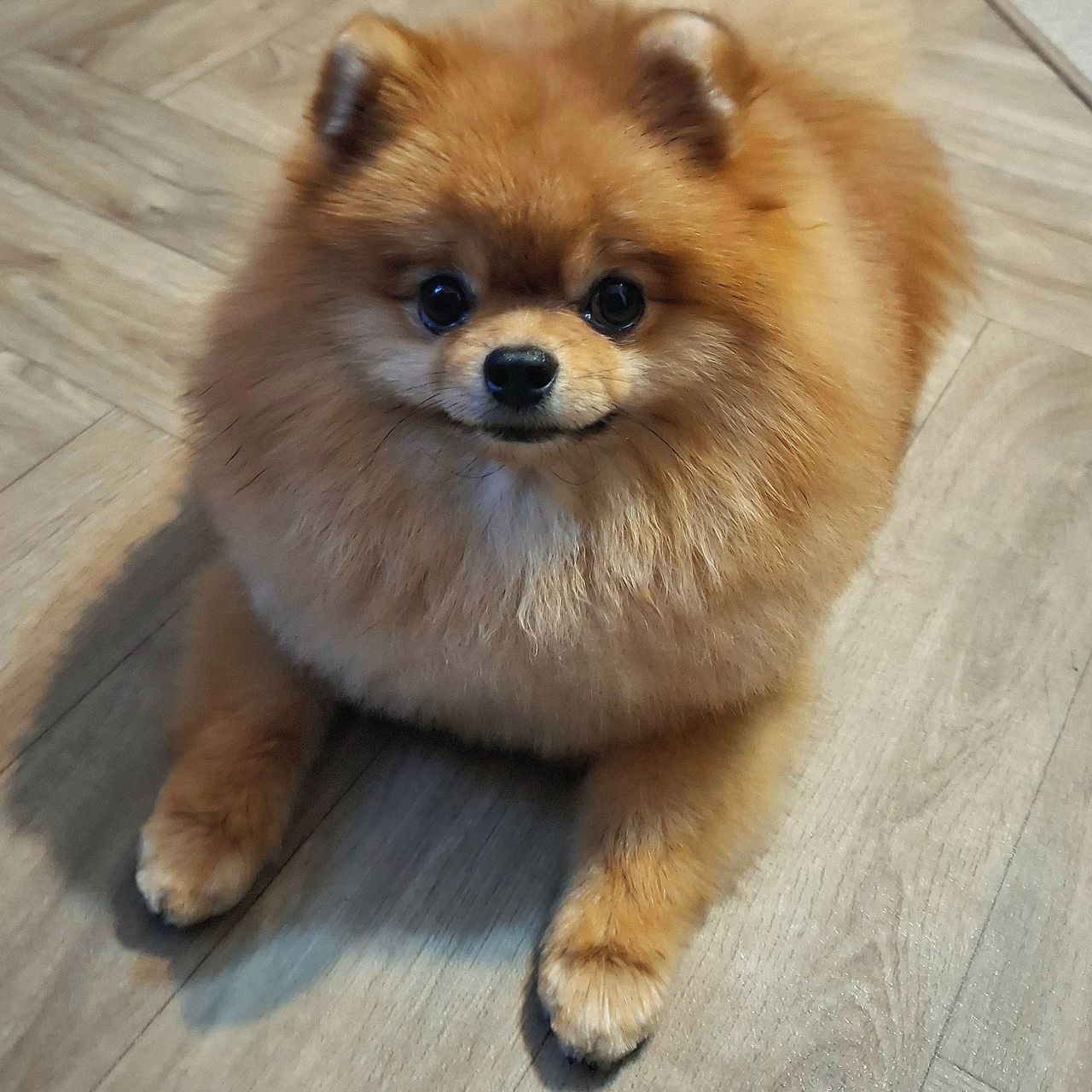 Soutěžní fotografie - Theodor,  Německý špic trpasličí