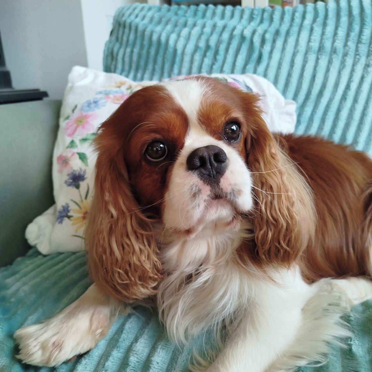 Soutěžní fotografie - Tedík,  Kavalír King Charles španěl