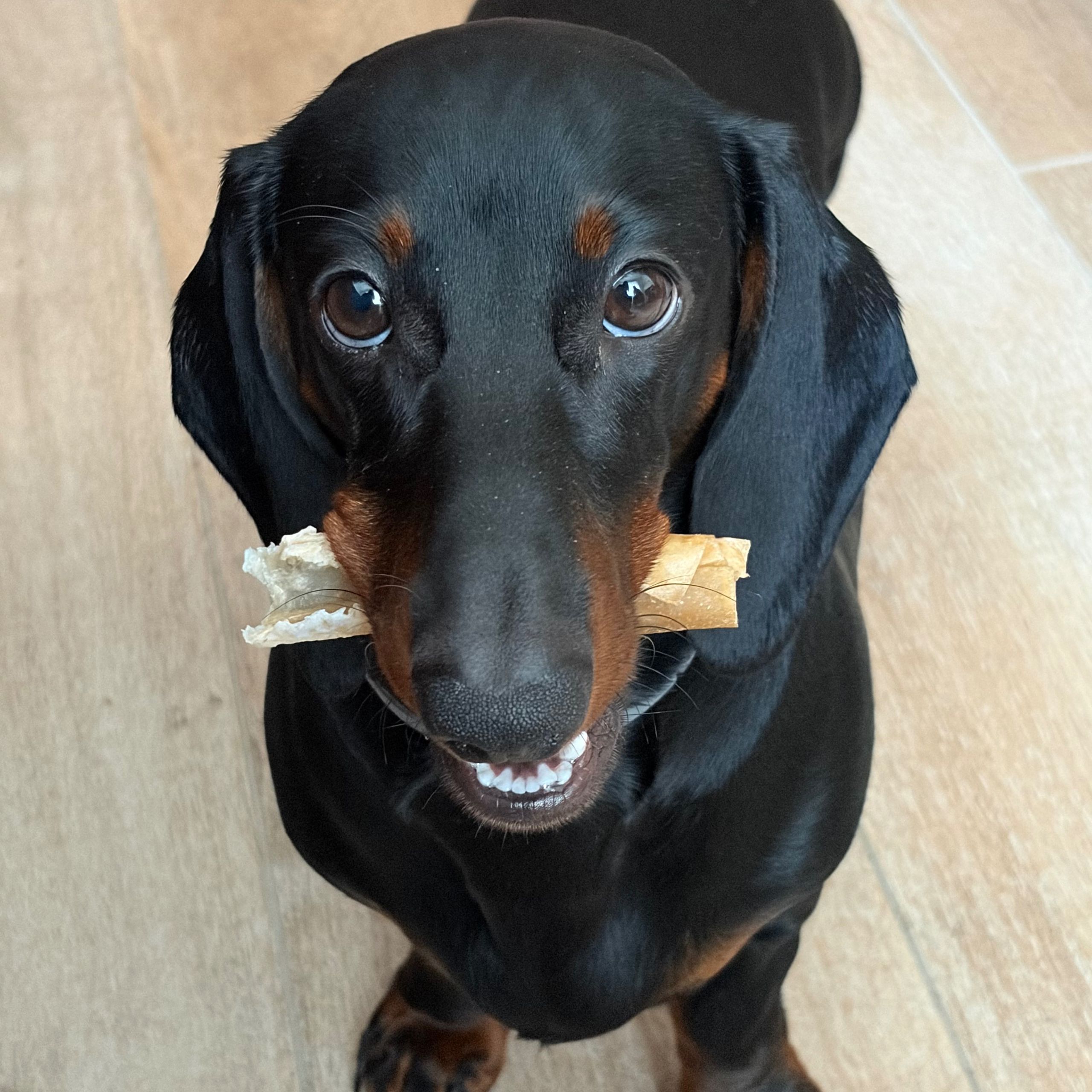 Soutěžní fotografie - Lupin,  Jezevčík