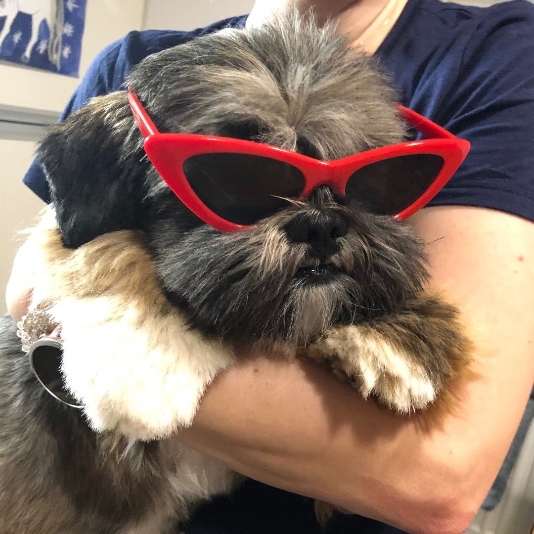 Soutěžní fotografie - Karlík,  Lhasa Apso