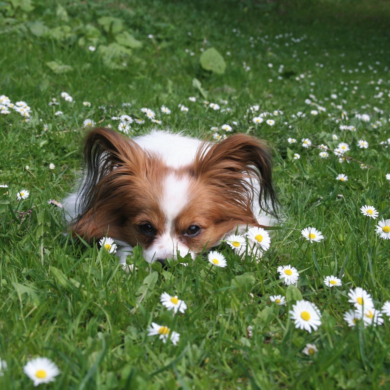 Soutěžní fotografie - Sofinka,  Papillon