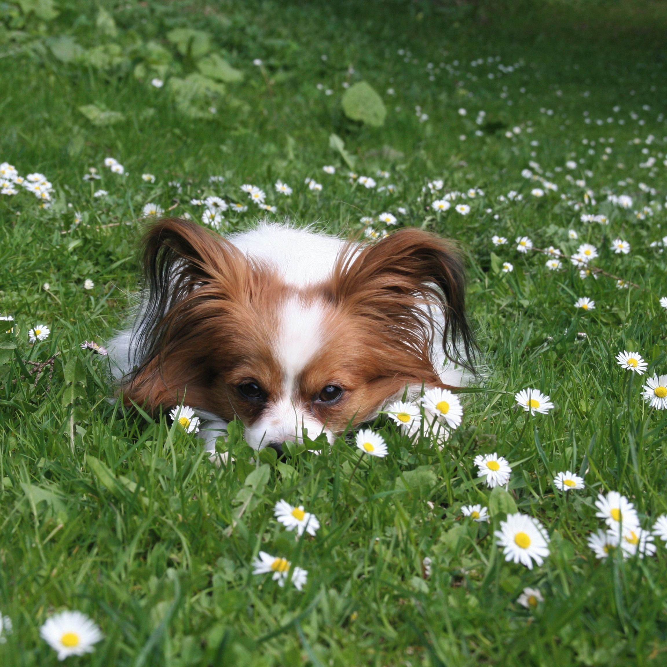 Soutěžní fotografie - Sofinka,  Papillon