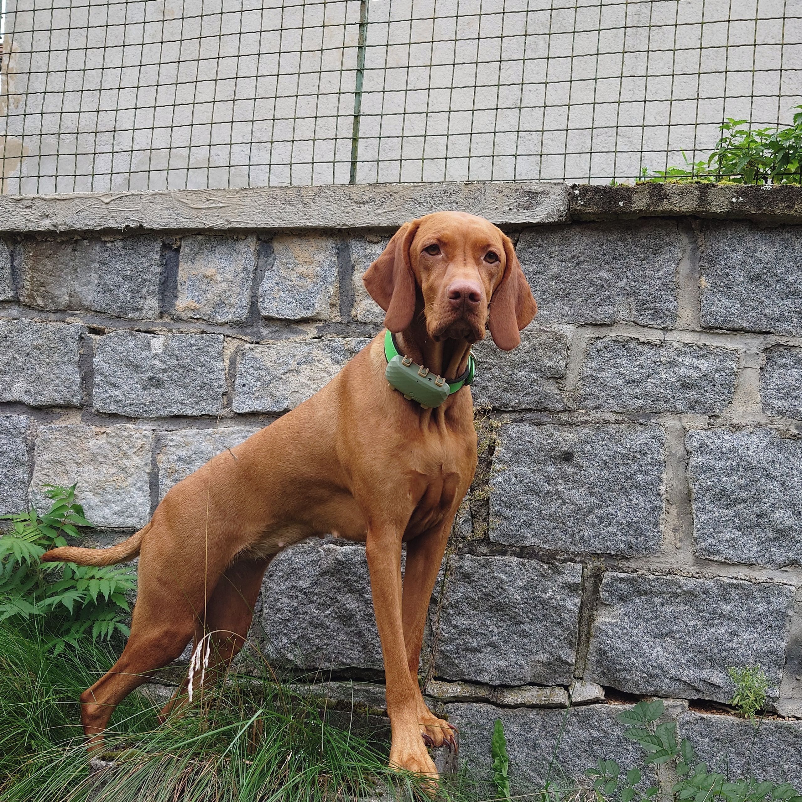 Soutěžní fotografie - Terezka,  Maďarský ohař krátkosrstý