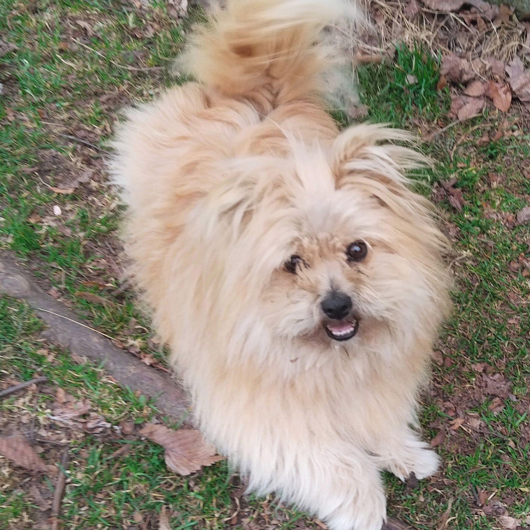 Soutěžní fotografie - Fuli,  Ostatní