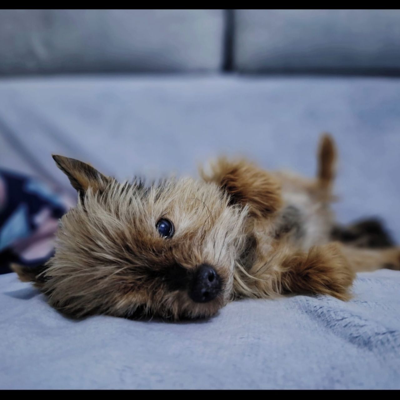 Soutěžní fotografie - Beníček,  Yorkšírský terier