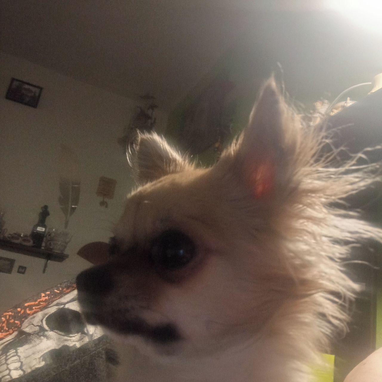 Soutěžní fotografie - Briuska,  Čivava