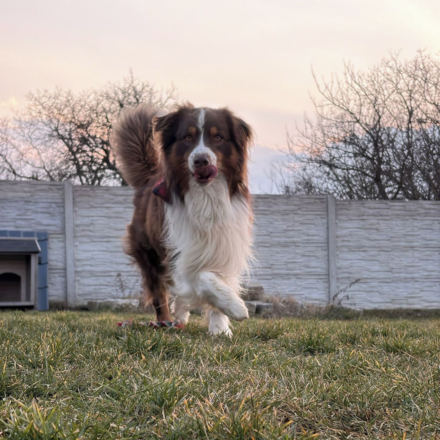 Soutěžní fotografie - Loki,  Australský ovčák