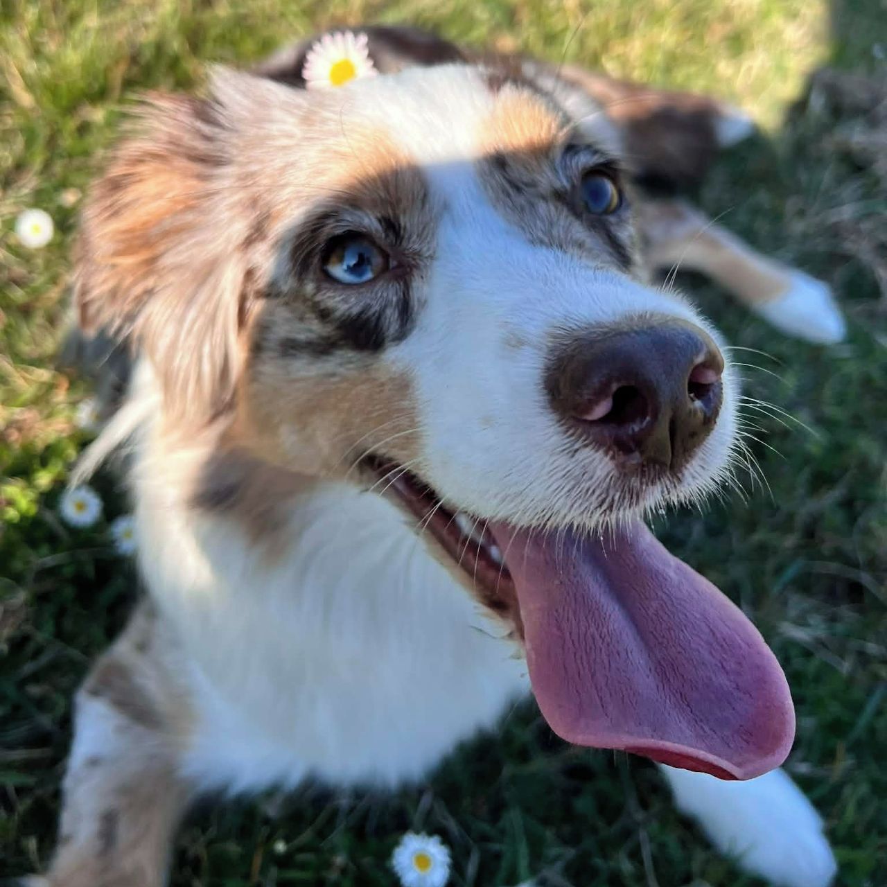 Soutěžní fotografie - Stella,  Miniaturní americký ovčák