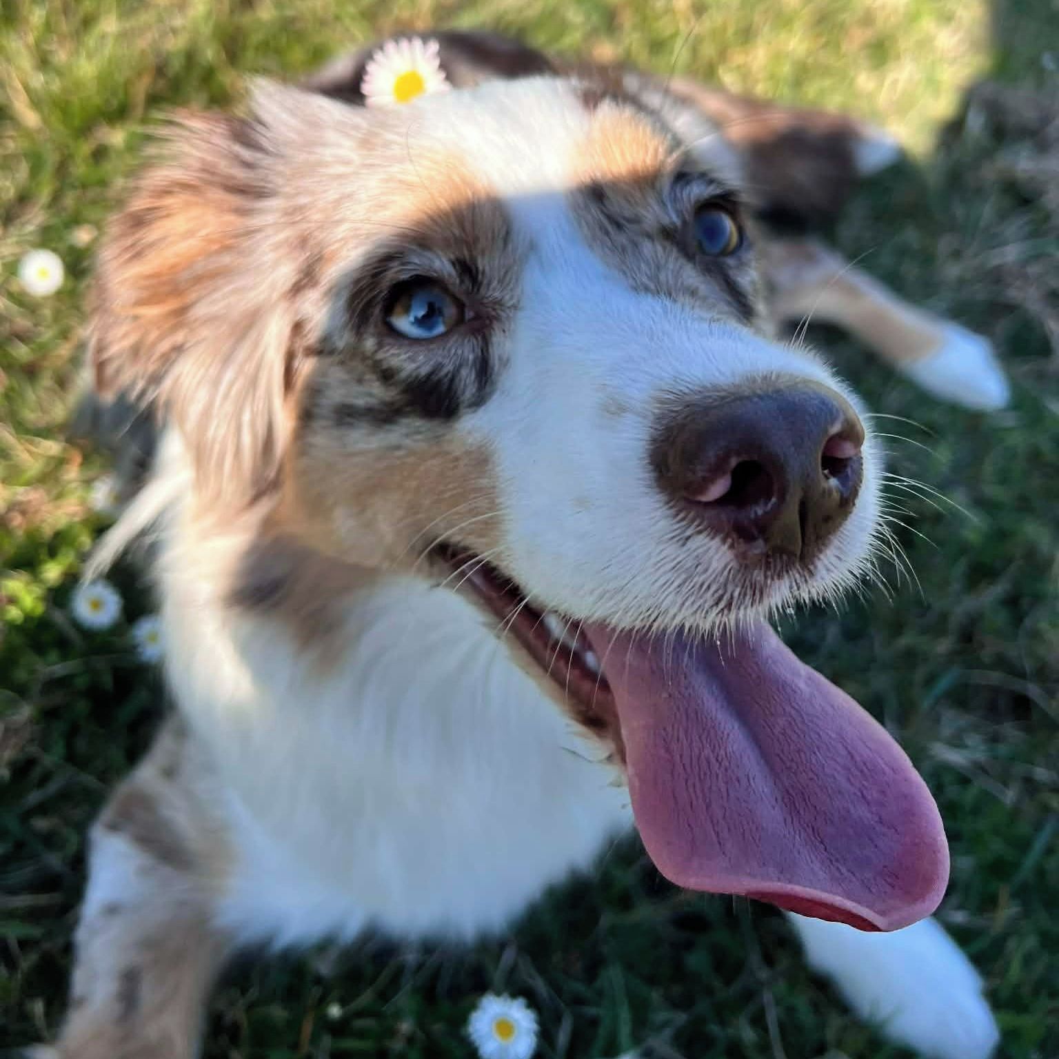 Soutěžní fotografie - Stella,  Miniaturní americký ovčák