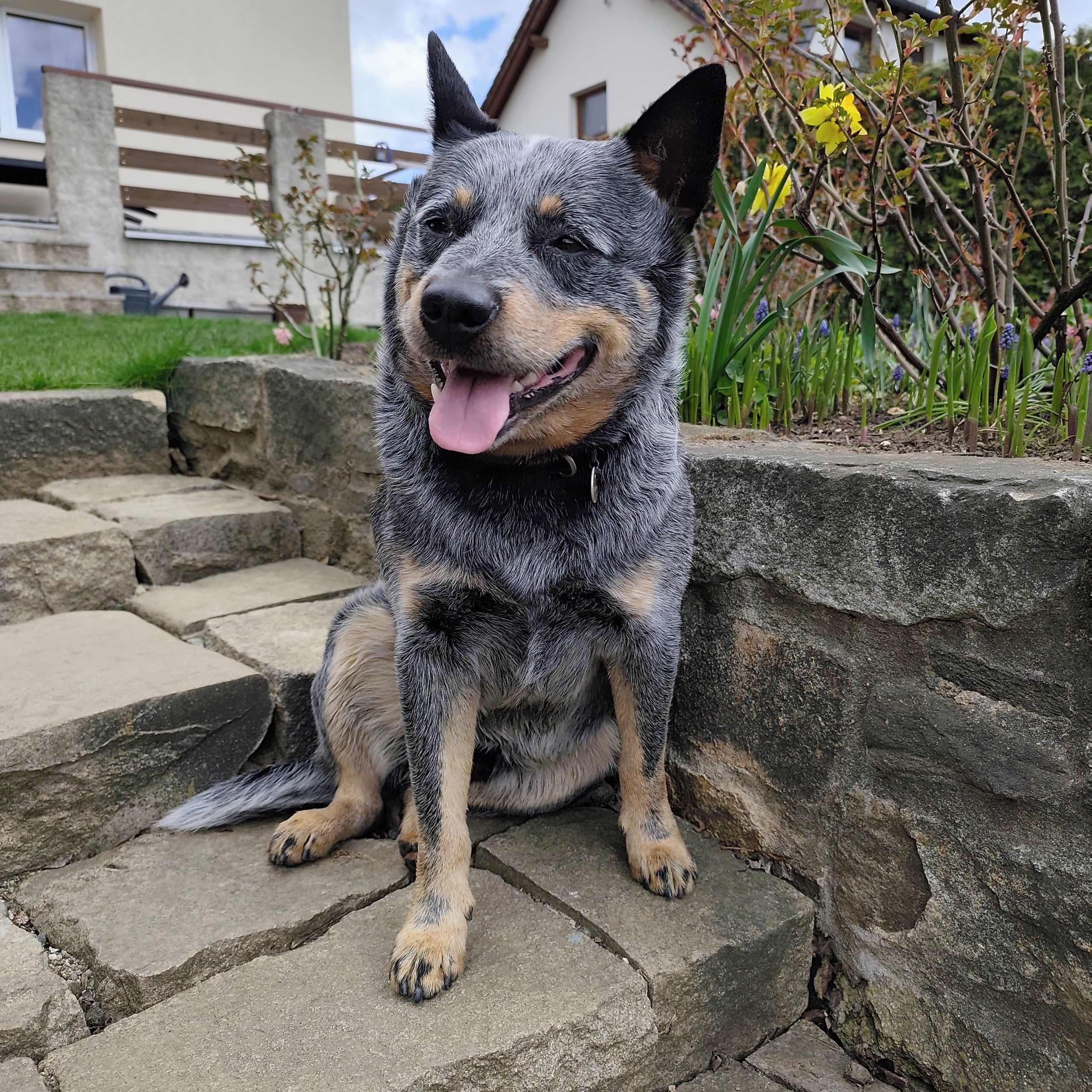 Soutěžní fotografie - Antonio,  Australský honácký pes