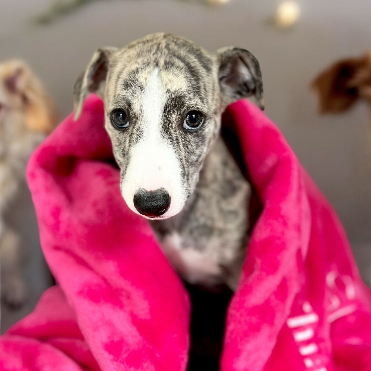 Soutěžní fotografie - Zia,  Whippet