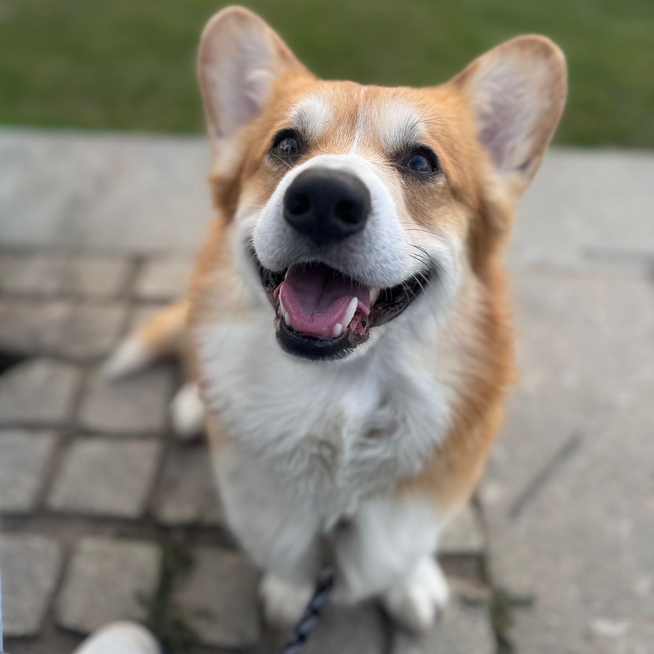 Soutěžní fotografie - Joey,  Welsh Corgi Pembroke