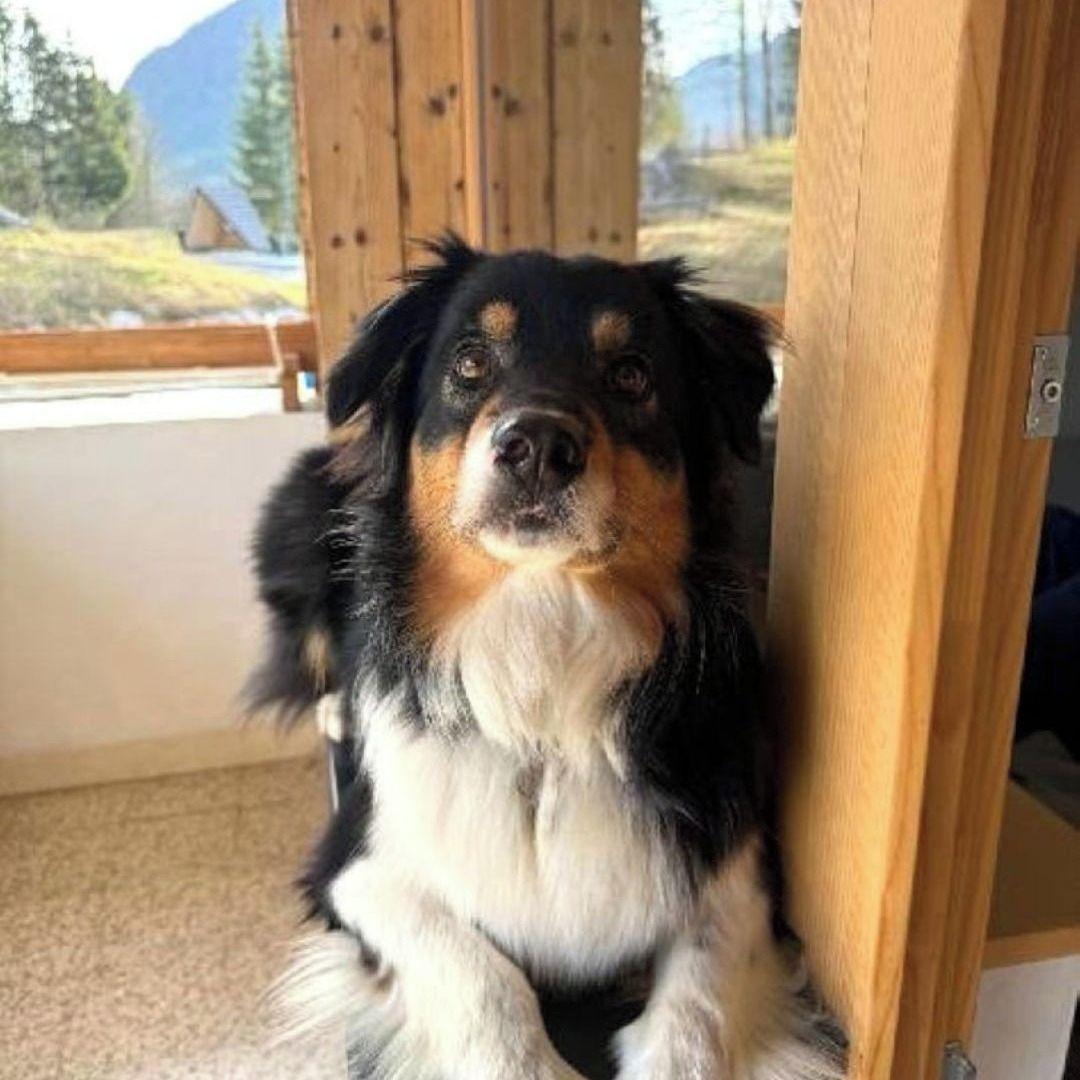 Soutěžní fotografie - Casiana,  Australský ovčák