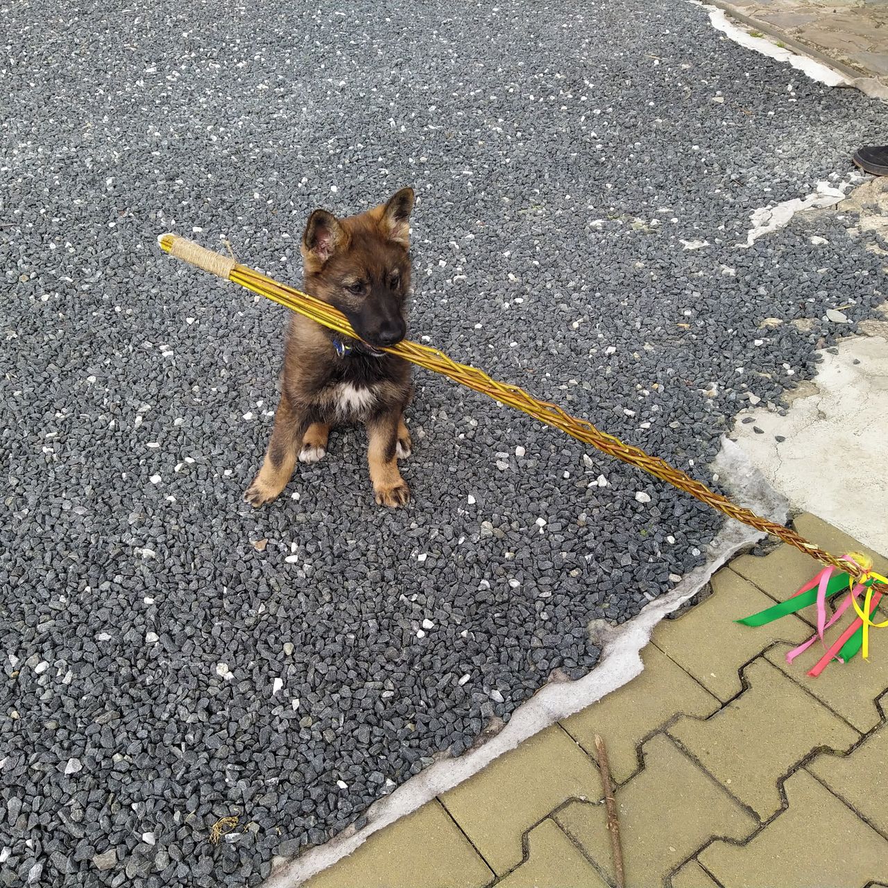 Soutěžní fotografie - Kazan,  Německý ovčák