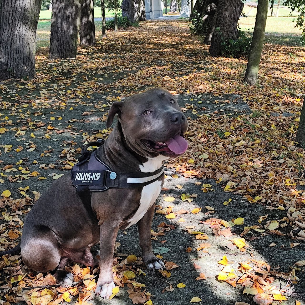 Soutěžní fotografie - Nero,  Americký stafordširský terier