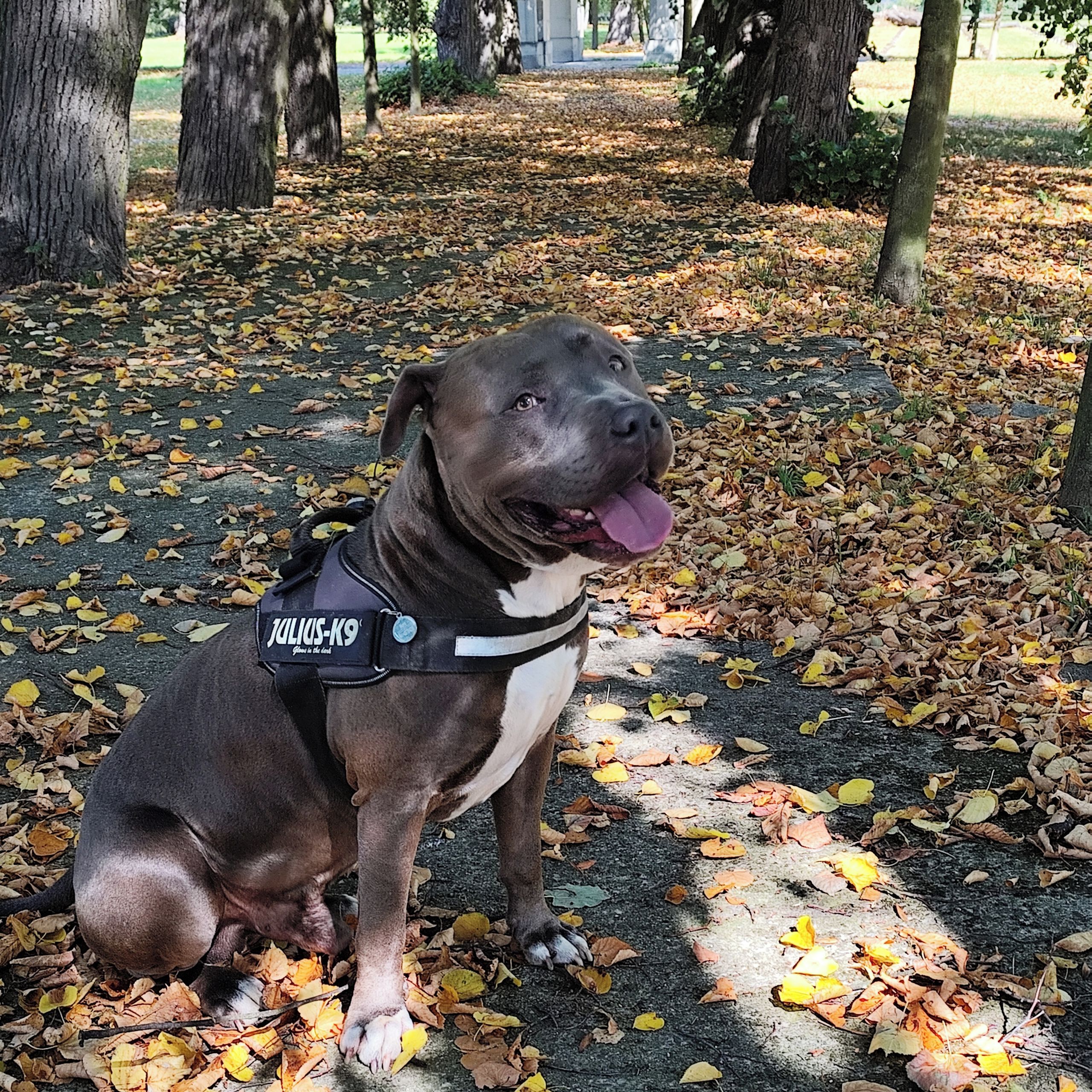 Soutěžní fotografie - Nero,  Americký stafordširský terier