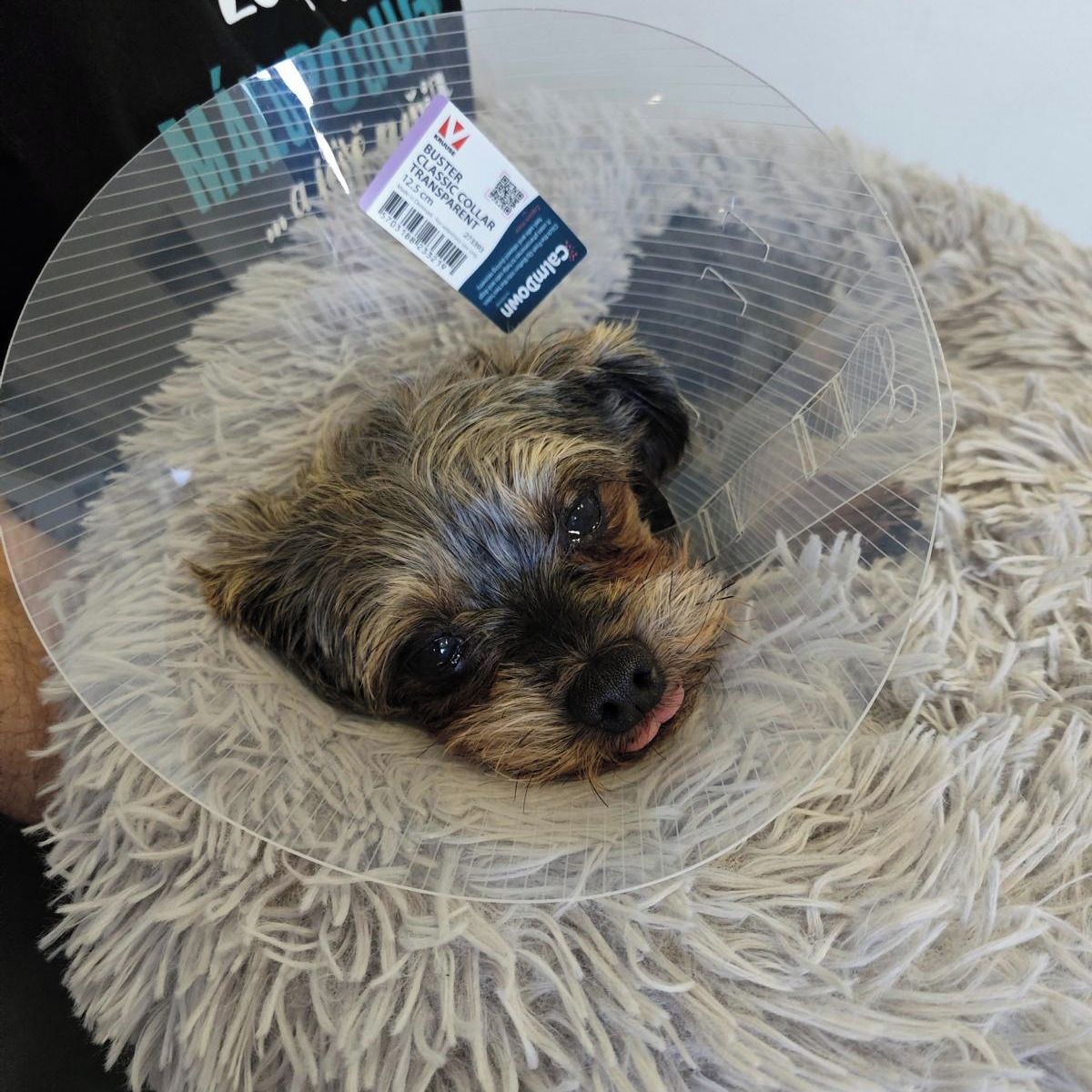 Soutěžní fotografie - Teddy,  Yorkšírský terier