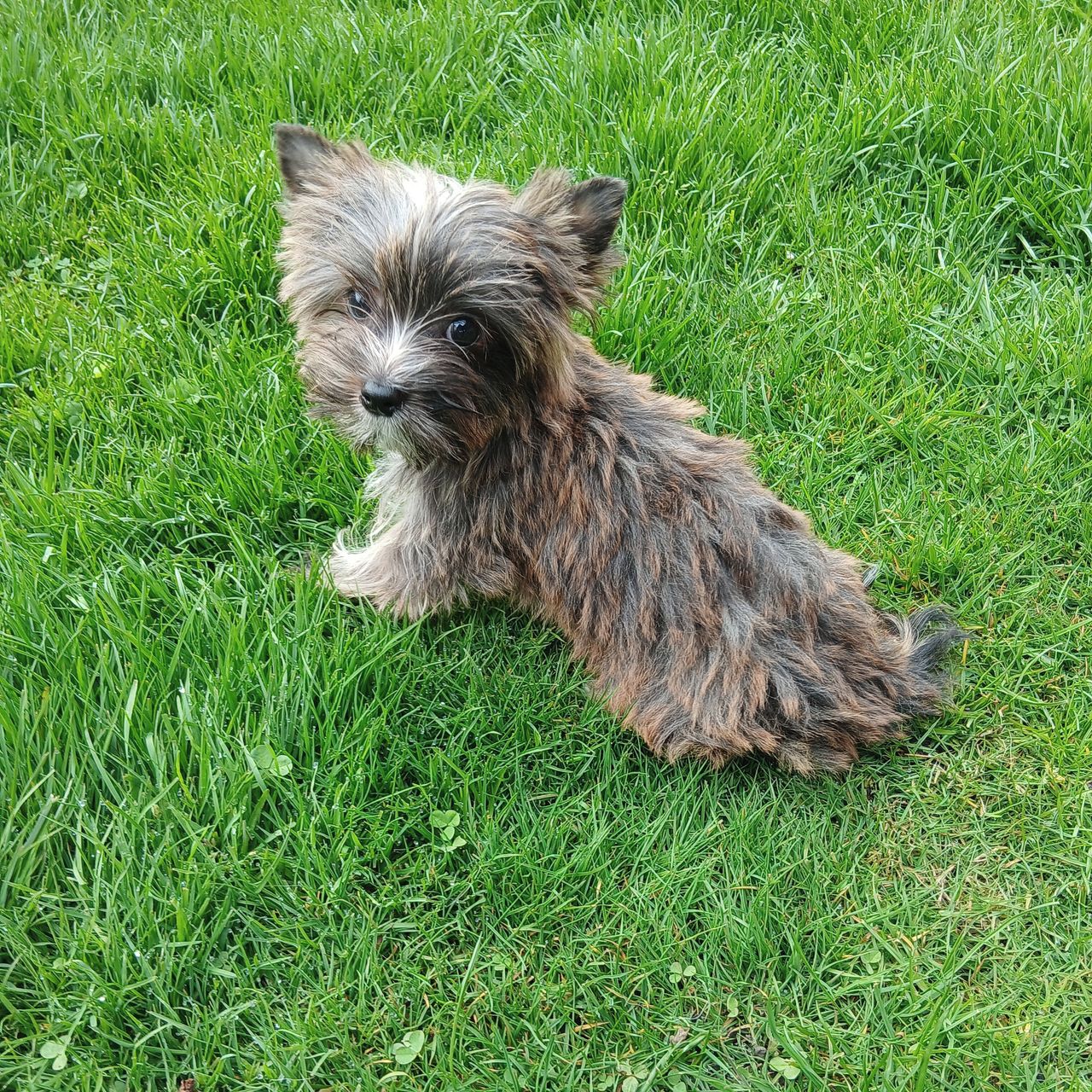 Soutěžní fotografie - Mini,  Yorkšírský terier