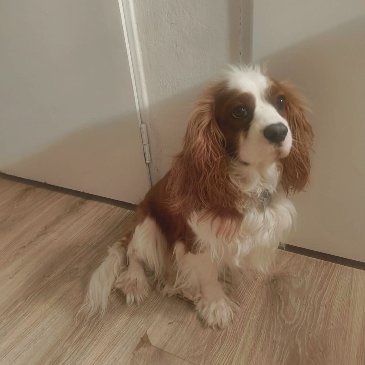 Soutěžní fotografie - Haryk,  Kavalír King Charles španěl