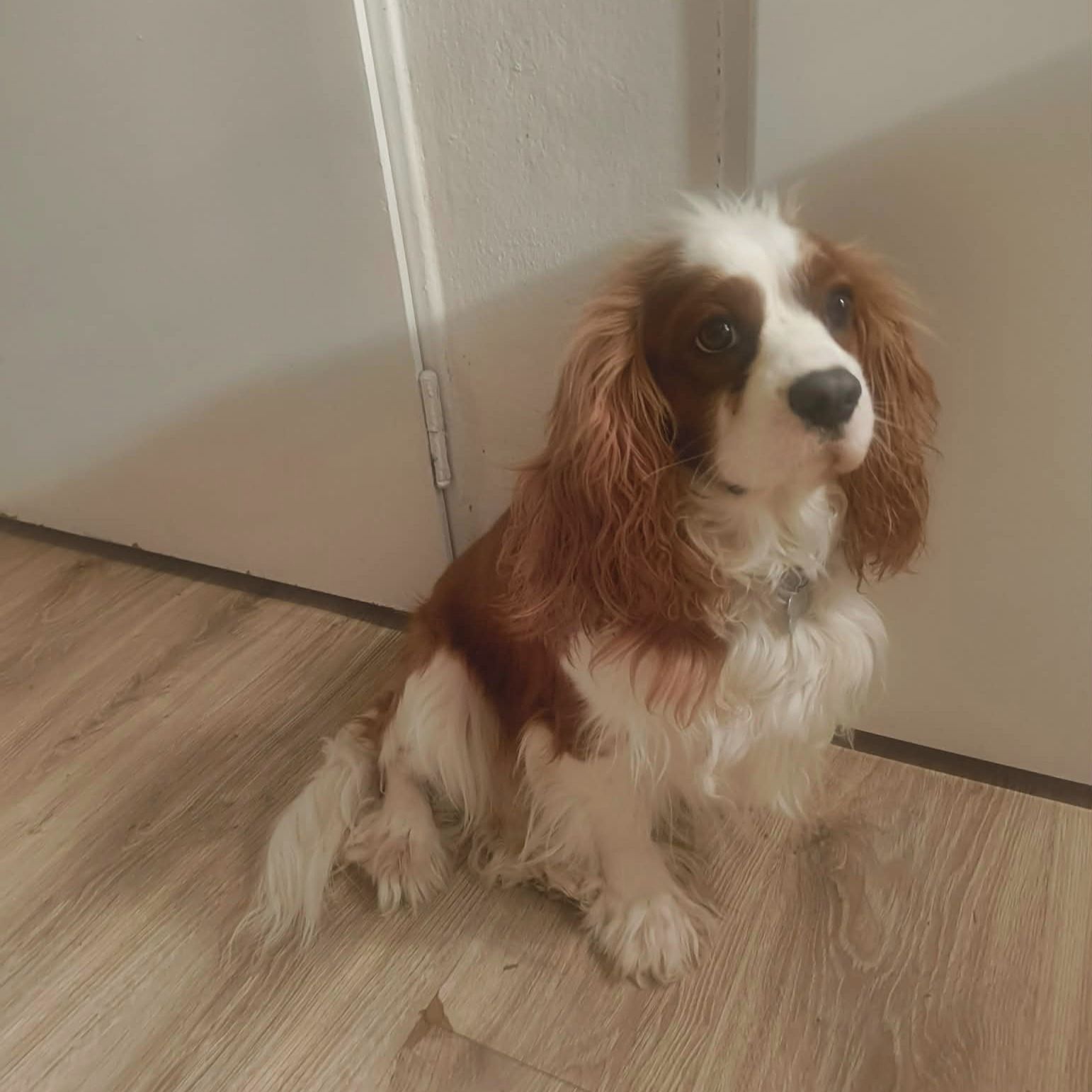 Soutěžní fotografie - Haryk,  Kavalír King Charles španěl