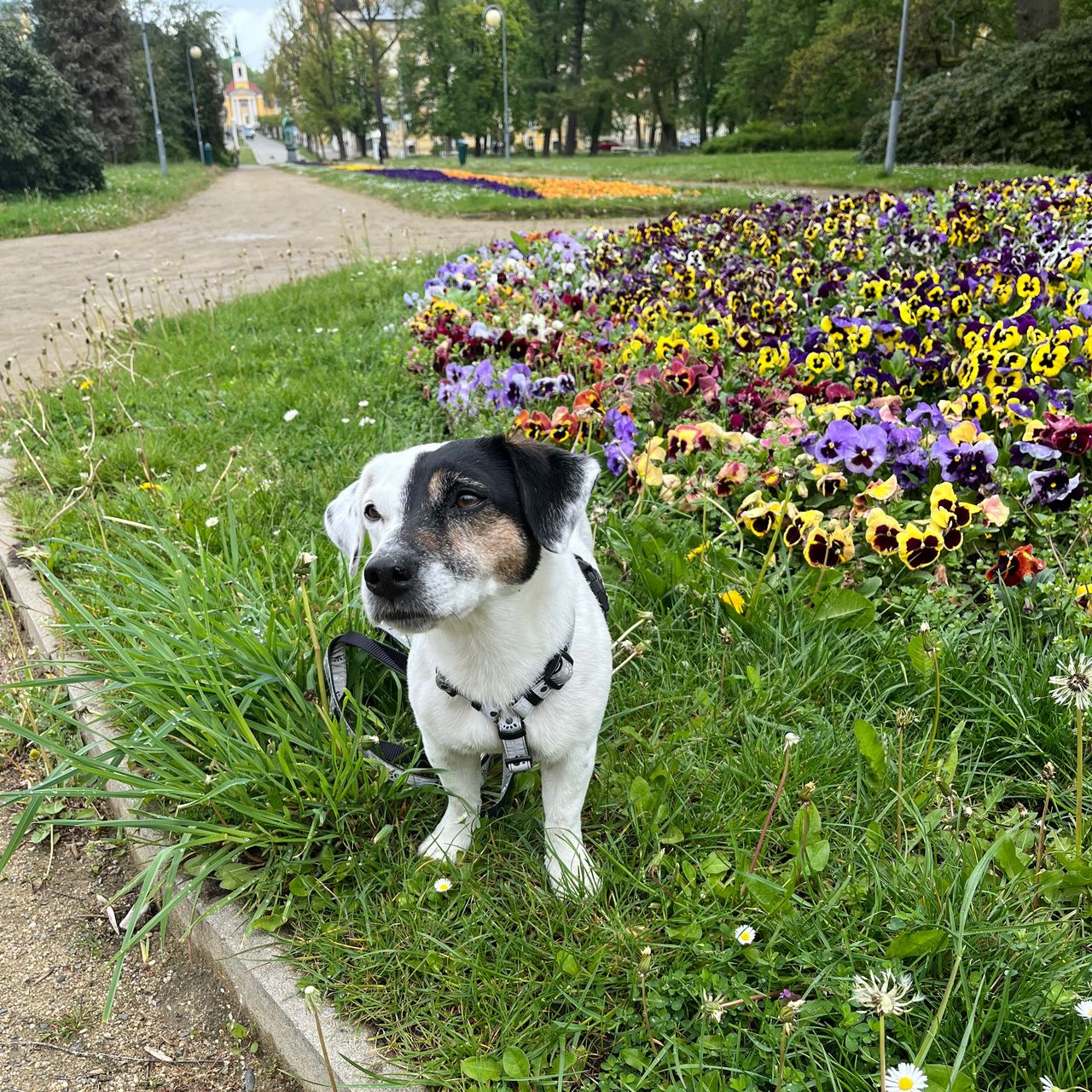 Soutěžní fotografie - Amy,  Jack Russell Teriér