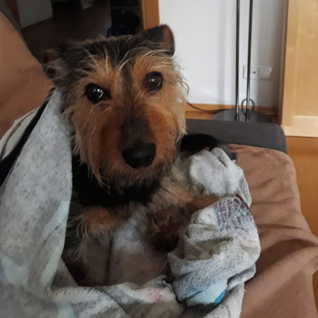 Soutěžní fotografie - Fido,  Ostatní