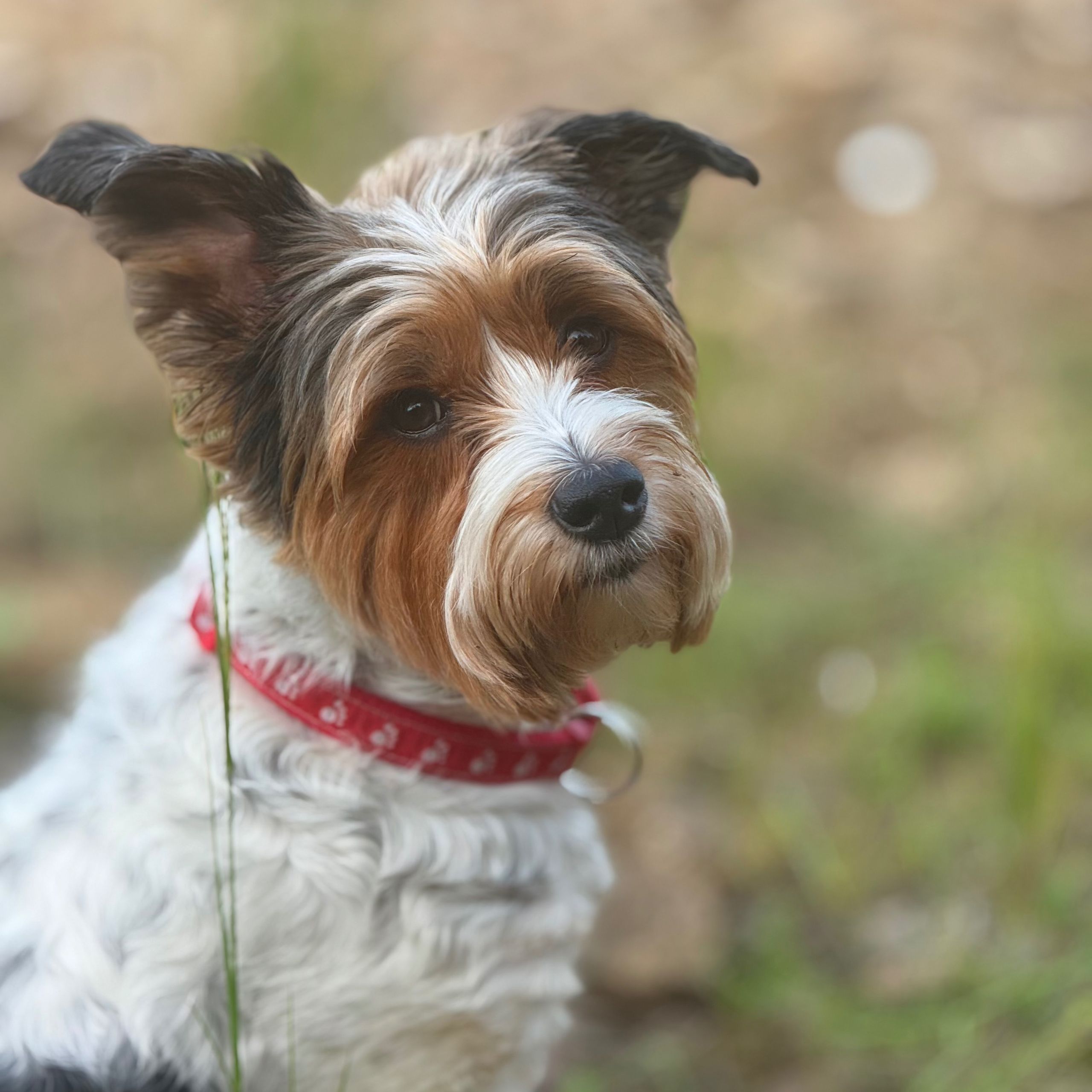 Soutěžní fotografie - Coco,  Yorkšírský terier