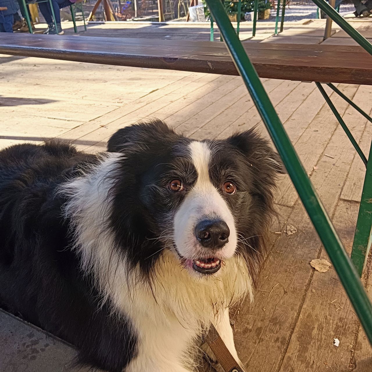 Soutěžní fotografie - Merlin,  Border kolie