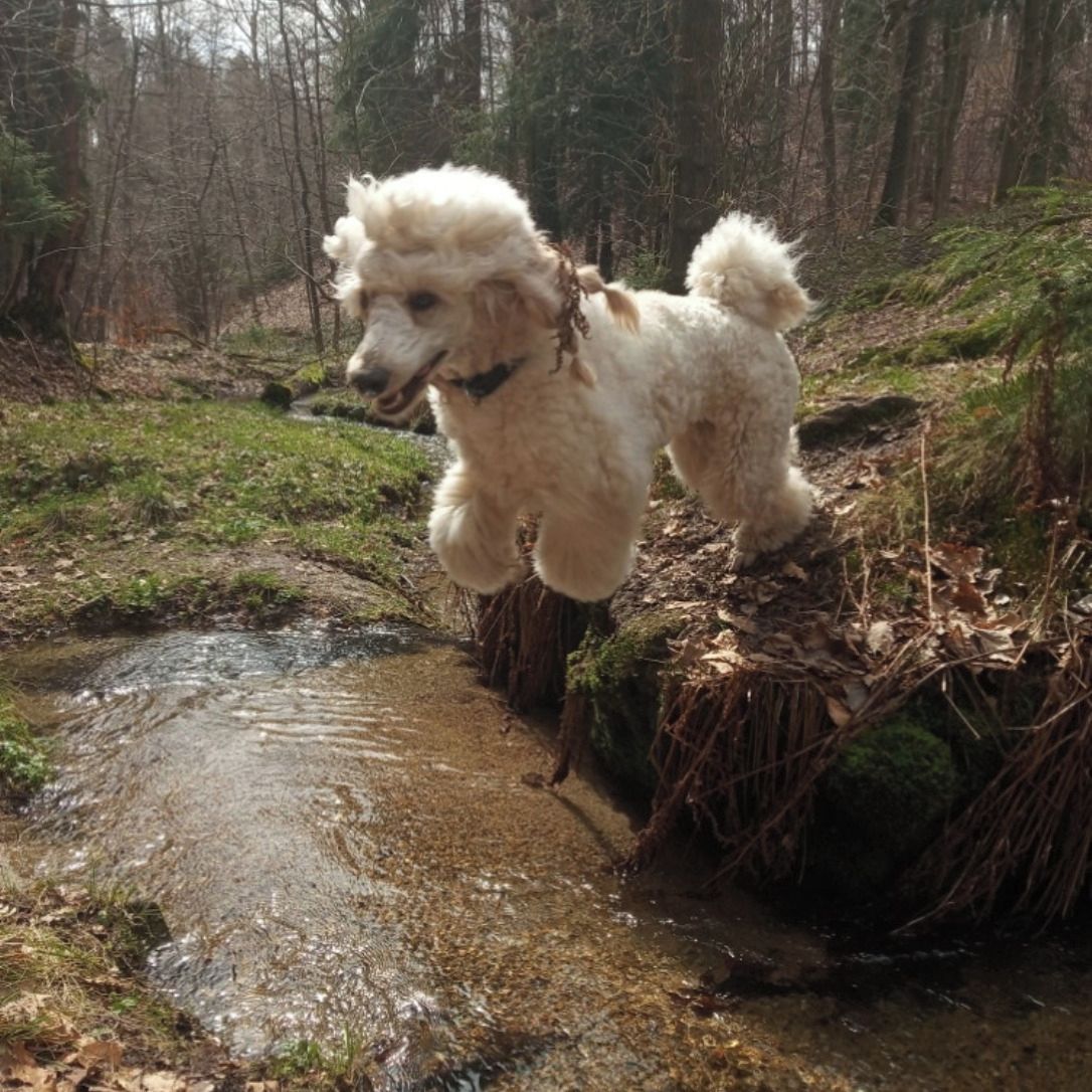 Soutěžní fotografie - Pepina,  Pudl