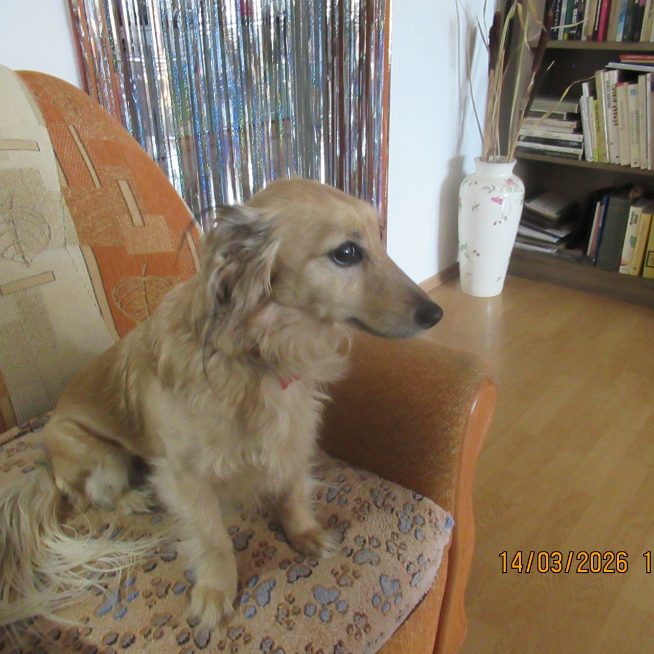 Soutěžní fotografie - AGI,  Havanský psík