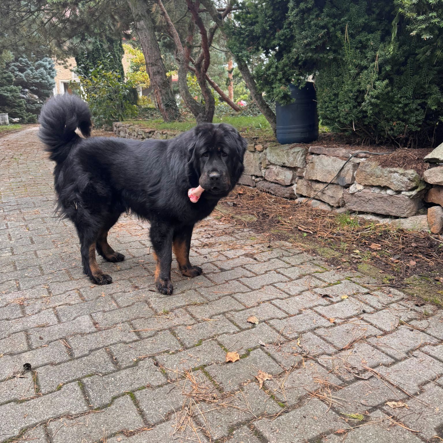 Soutěžní fotografie - Bart,  Tibetská doga