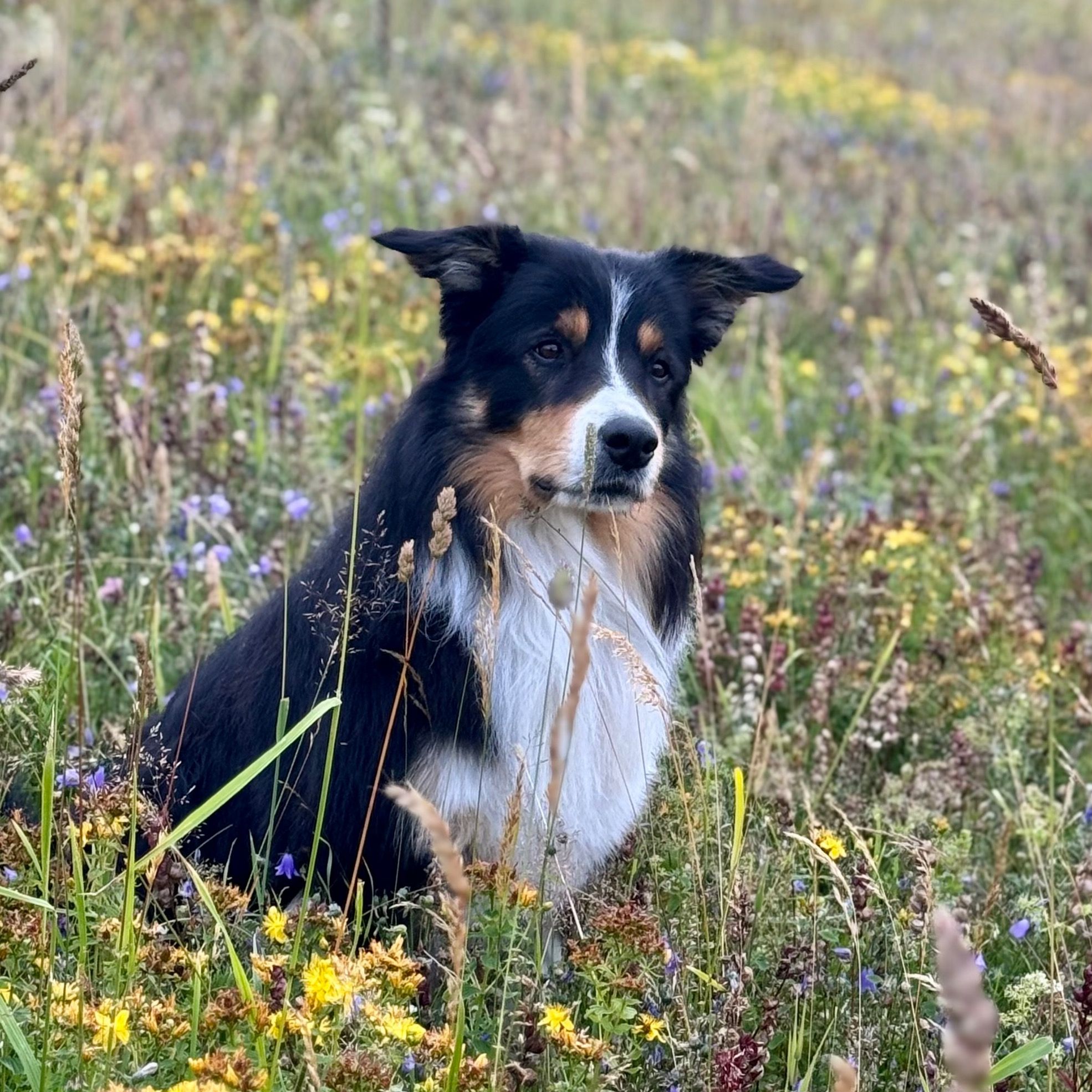Soutěžní fotografie - Ezík,  Border kolie