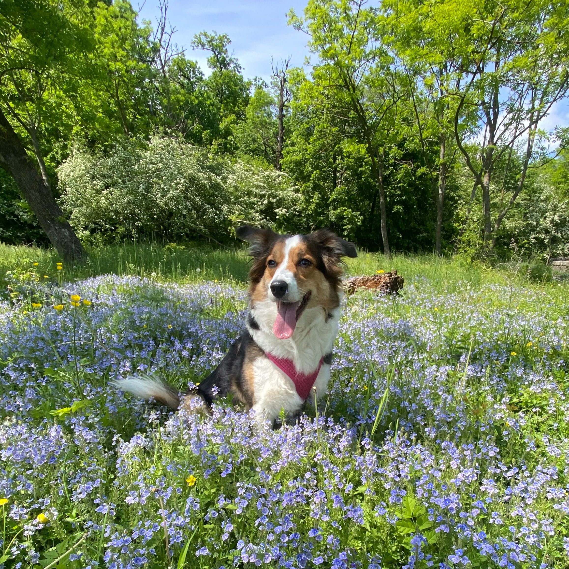 Soutěžní fotografie - Harley Quinn,  Border kolie