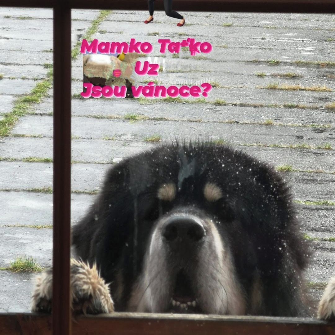 Soutěžní fotografie - Uriášek,  Tibetská doga