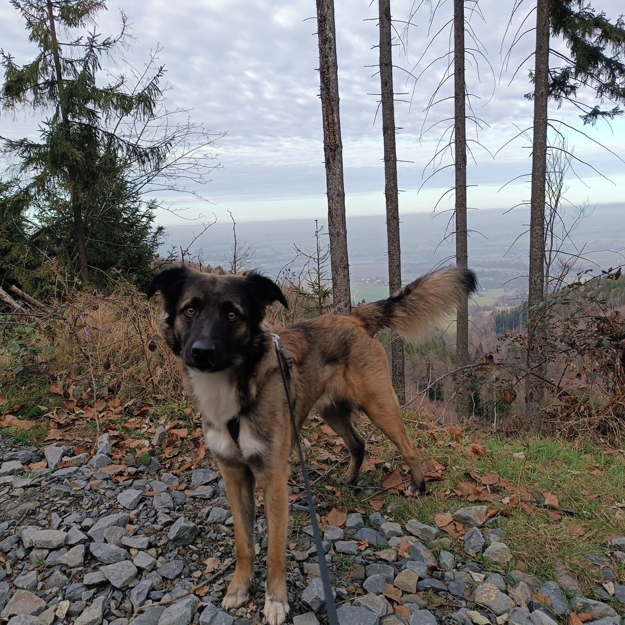 Soutěžní fotografie - Tobík,  Ostatní