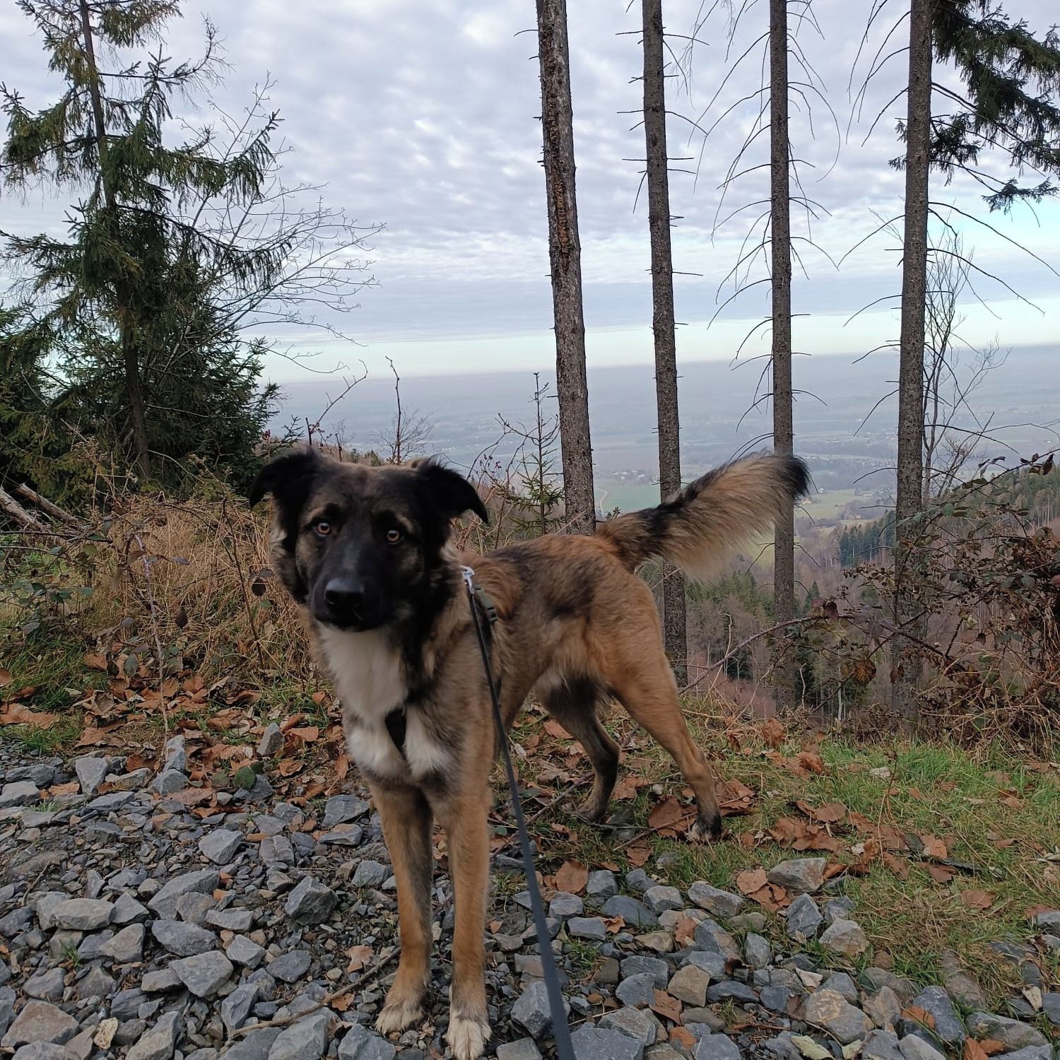 Soutěžní fotografie - Tobík,  Ostatní