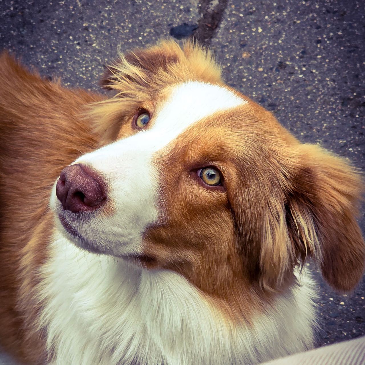 Soutěžní fotografie - Jamie,  Border kolie