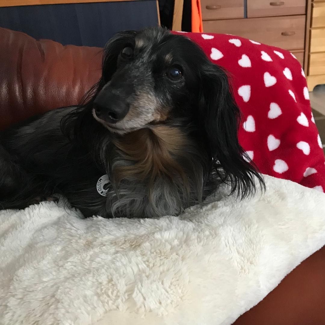 Soutěžní fotografie - Monty,  Jezevčík