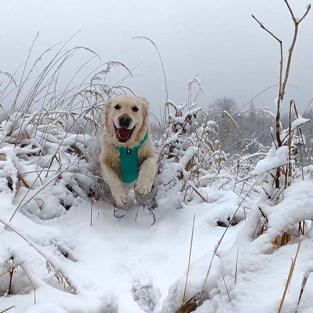 Soutěžní fotografie - Corrie,  Zlatý retriever
