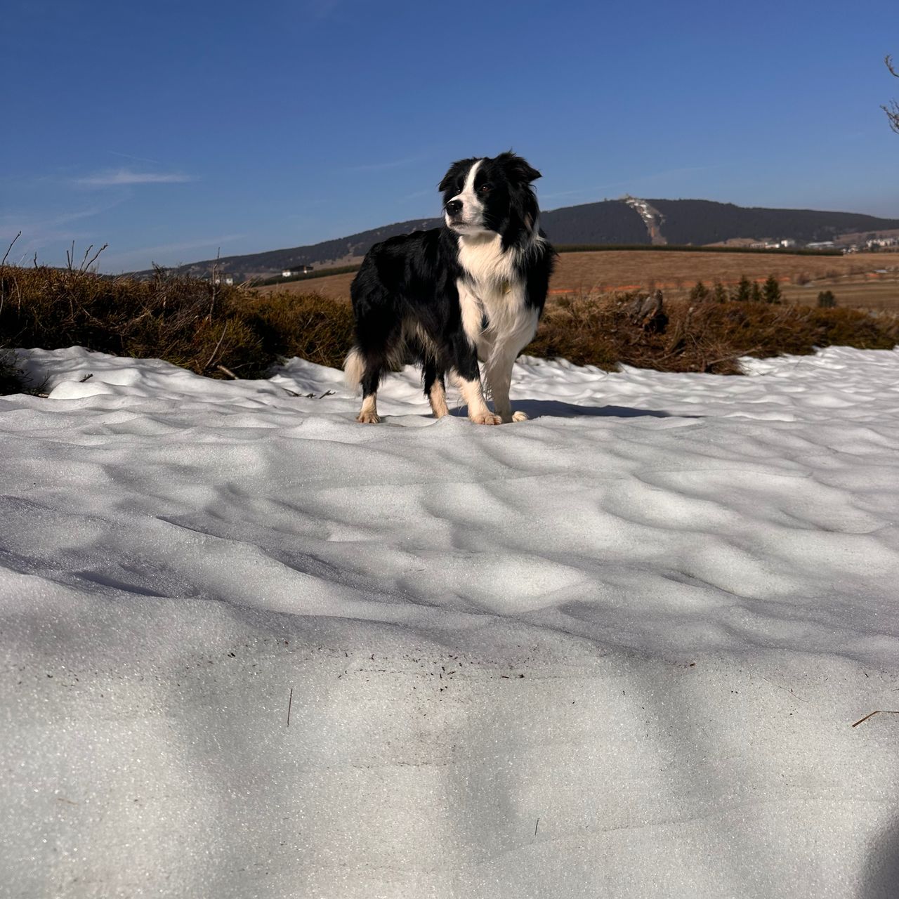 Soutěžní fotografie - Emmett,  Border kolie