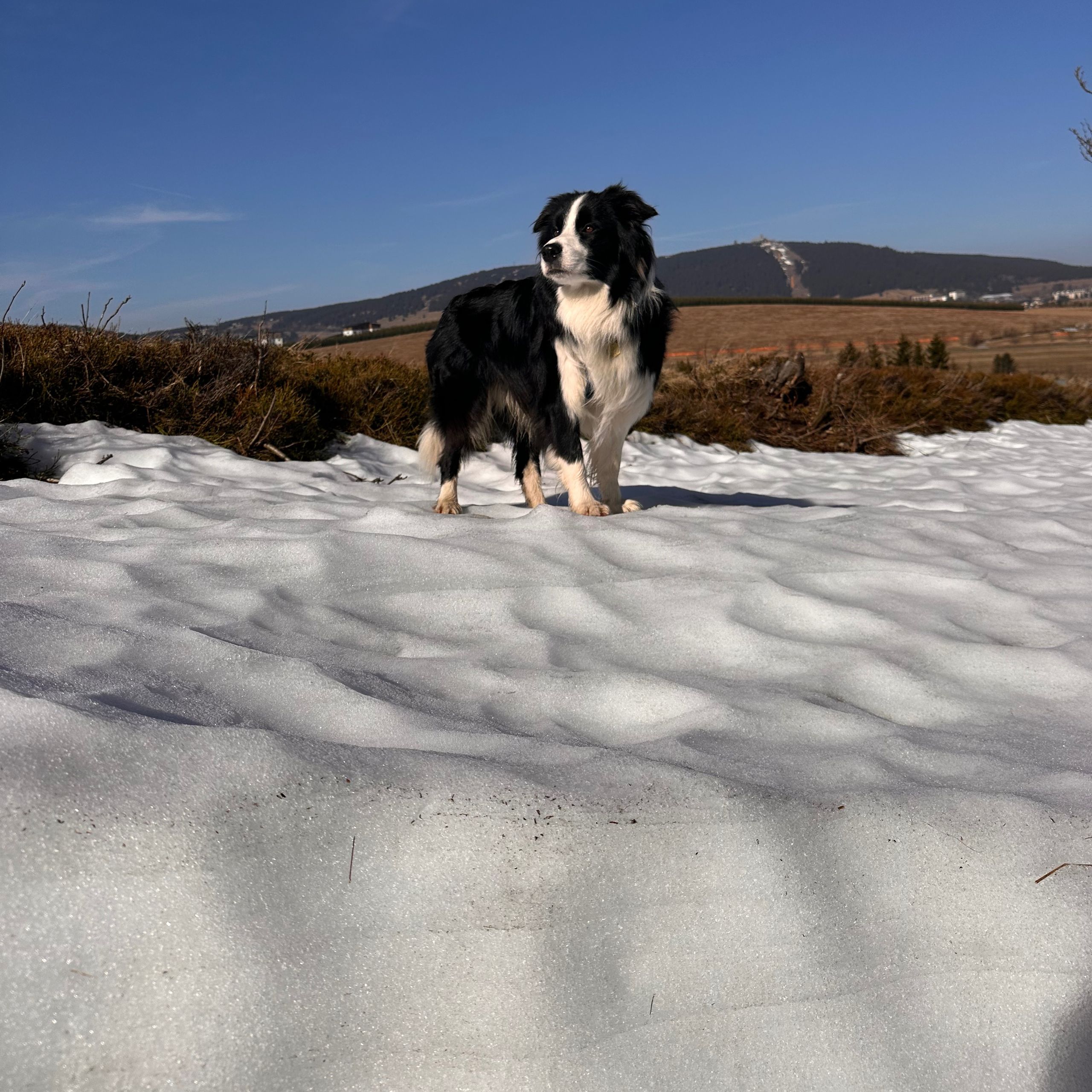 Soutěžní fotografie - Emmett,  Border kolie