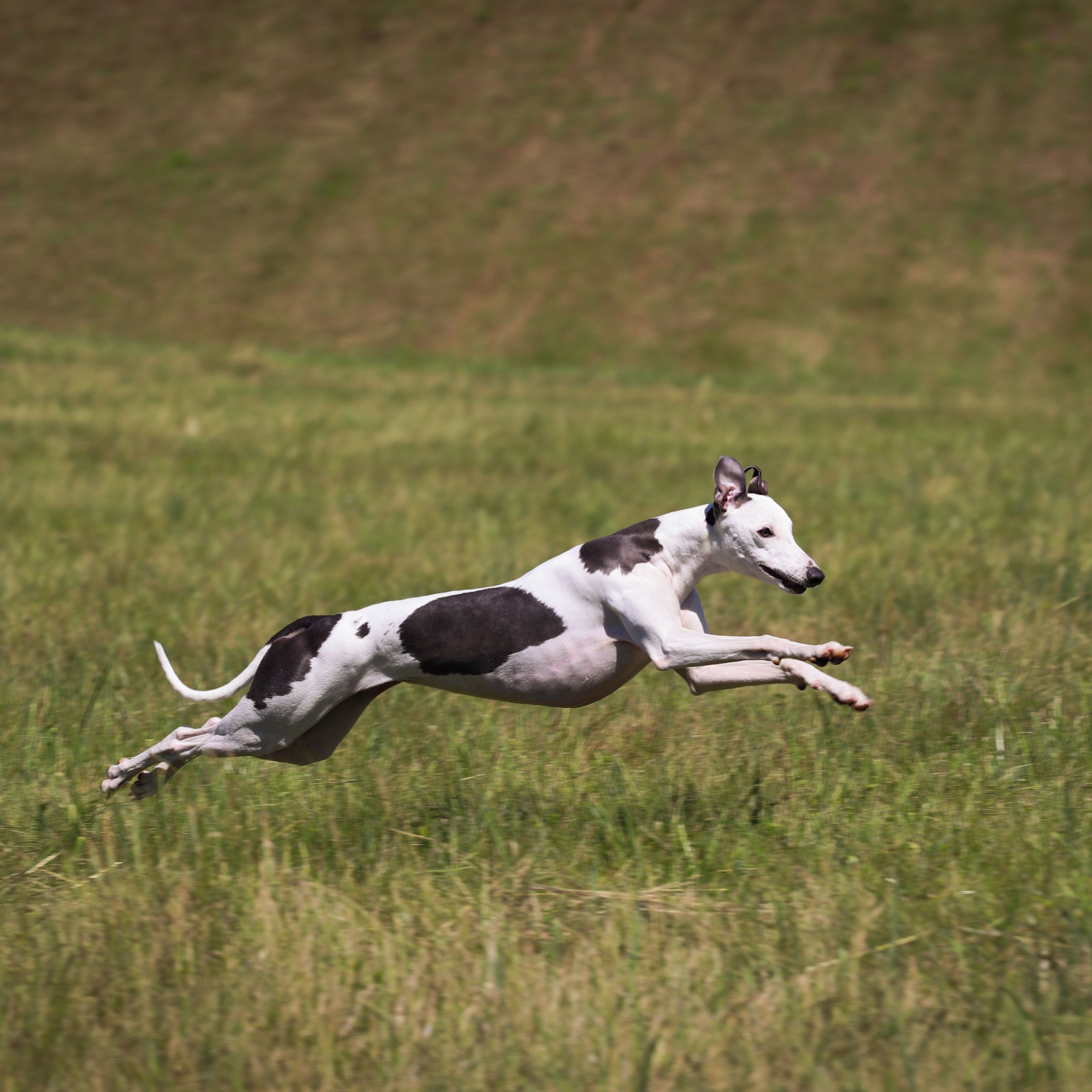 Soutěžní fotografie - Ejva,  Whippet
