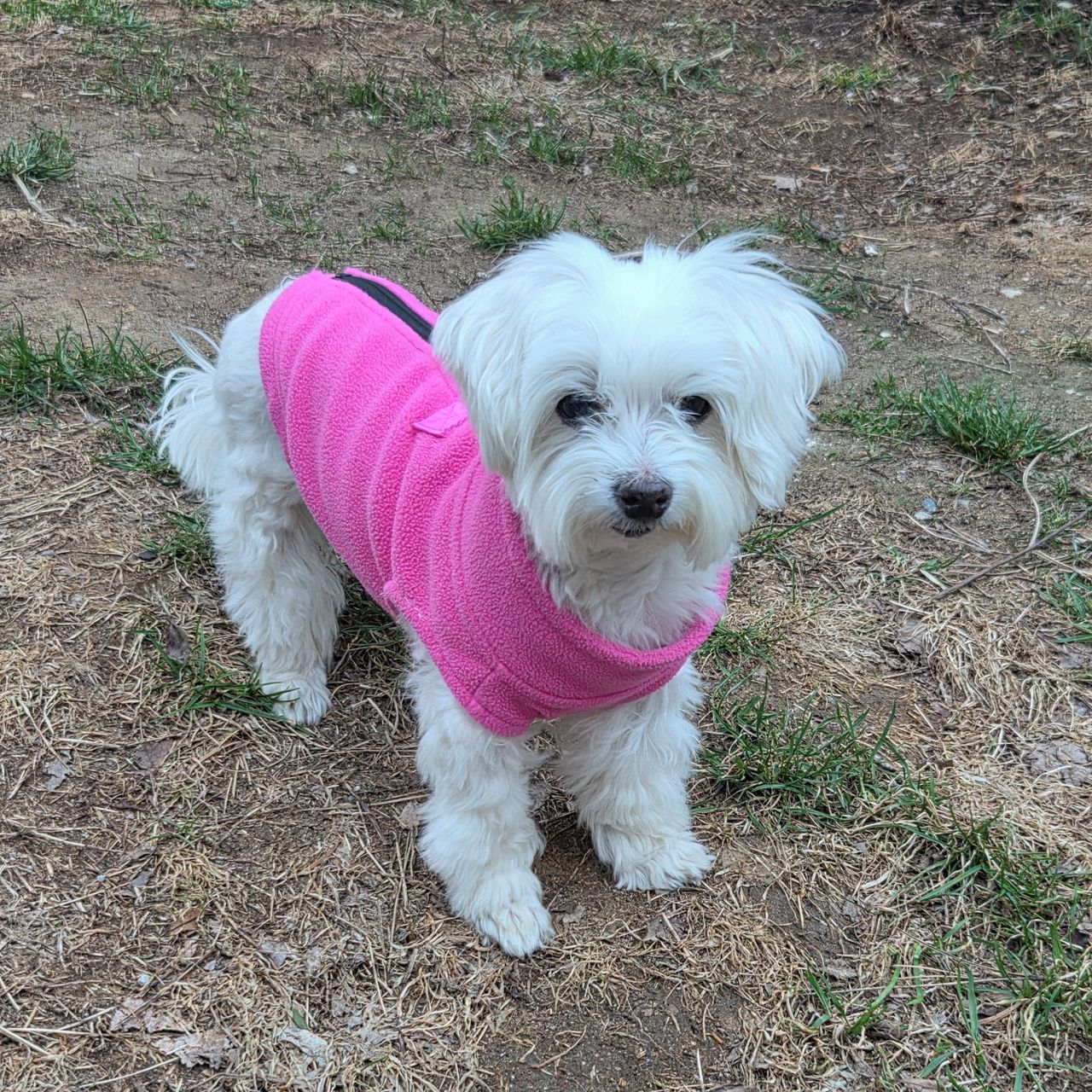 Soutěžní fotografie - Sendy,  Maltézský psík