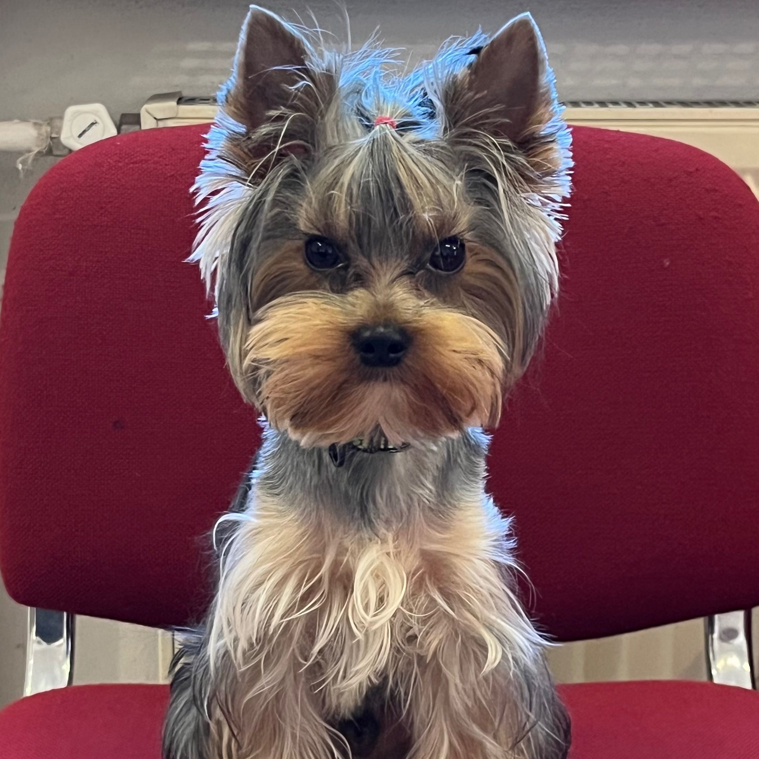 Soutěžní fotografie - Matýsek,  Yorkšírský terier