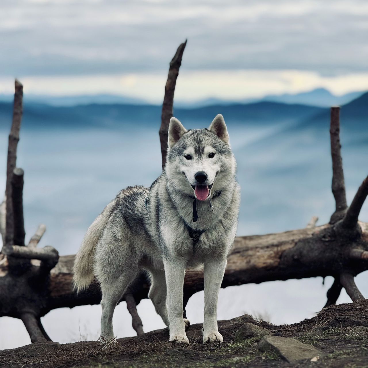 Soutěžní fotografie - Alpine Diamond Nordic Hurricane,  Sibiřský husky